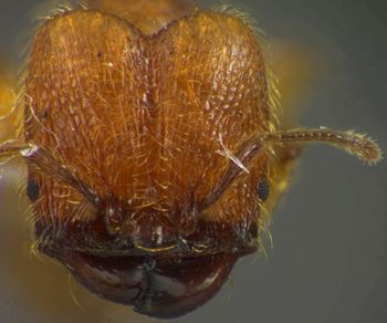 Media type: image;   Entomology 34183 Aspect: head frontal view